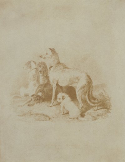 A Group of Five Dogs by Unbekannt Unbekannt
